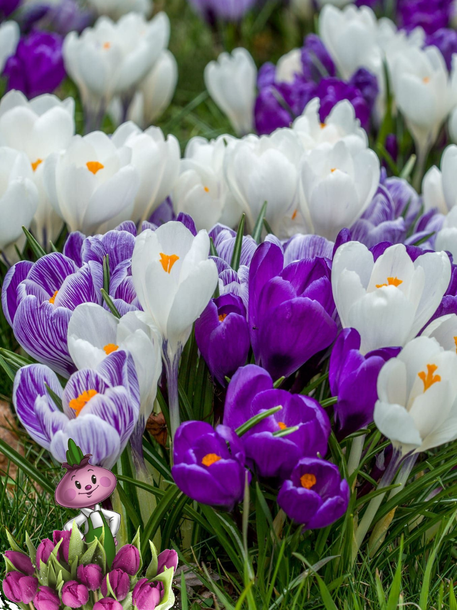 Луковицы цветов  сhipollino flowers  крокус MIX  10 луковиц 