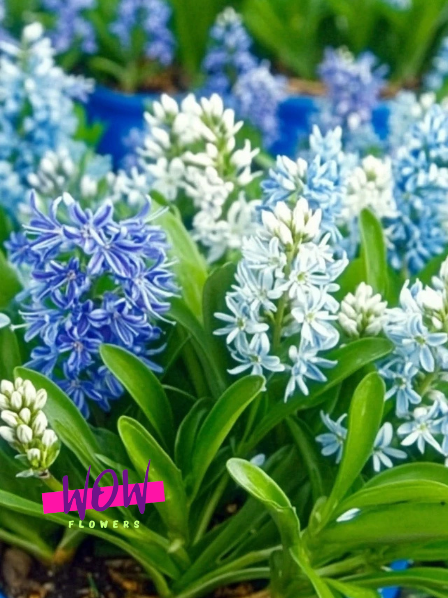 Луковицы цветов  WOW FLOWERS  Пушкиния Микс разноцветные ( 10 штук )