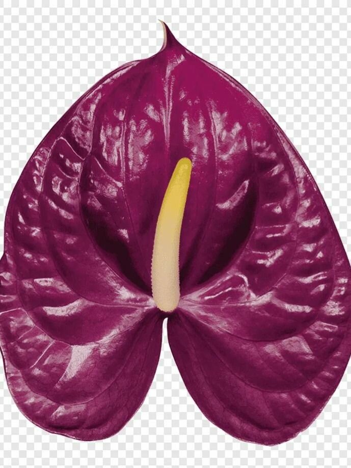 Антуриум перпл семена