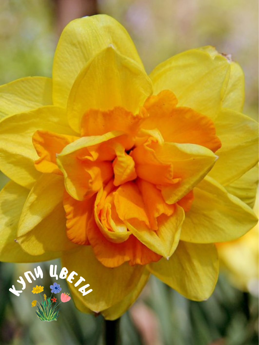 Луковицы цветов купи цветы Нарцисс Apotheose (5 луковиц) 