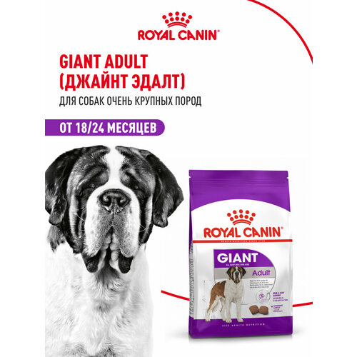 Корм для собак Royal Canin Giant Adult ( Джайнт Адалт) сухой для взрослых собак очень крупных размеров старше 18 месяцев, 4 кг