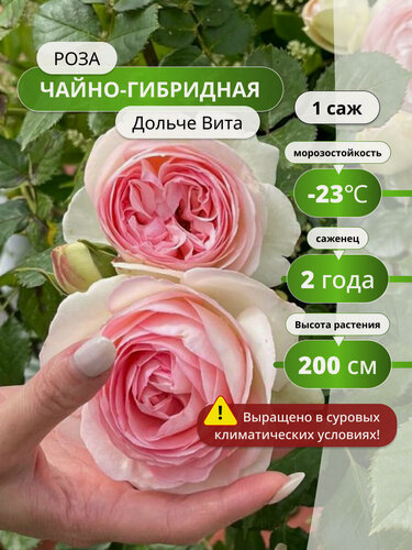 Изображение товара Роза чайно-гибридная Дольче Вита (Dolce Vita) / 1 шт, розы морозостойкие