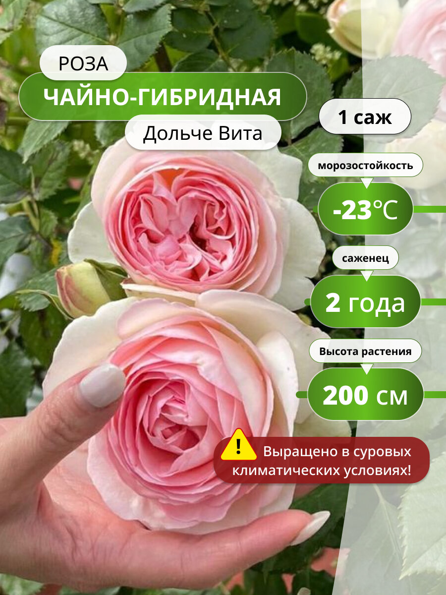 Роза чайно-гибридная Дольче Вита (Dolce Vita) / 1 шт, саженец розы