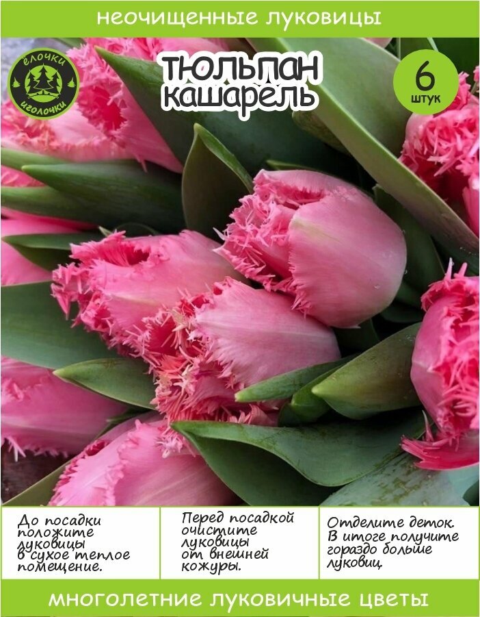 Тюльпан Луковица, Кашарель, 6+ шт