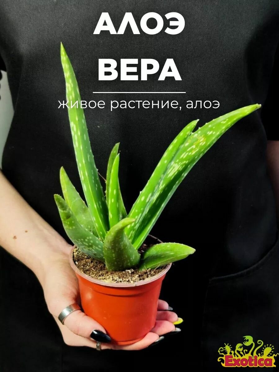 Алоэ Вера (Aloe vera) D8см, растение