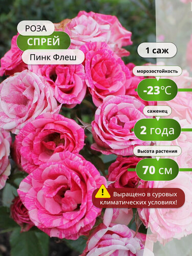 Изображение товара Роза спрей "Пинк Флеш", многолетняя, морозостойкая, высота 60 см, 1