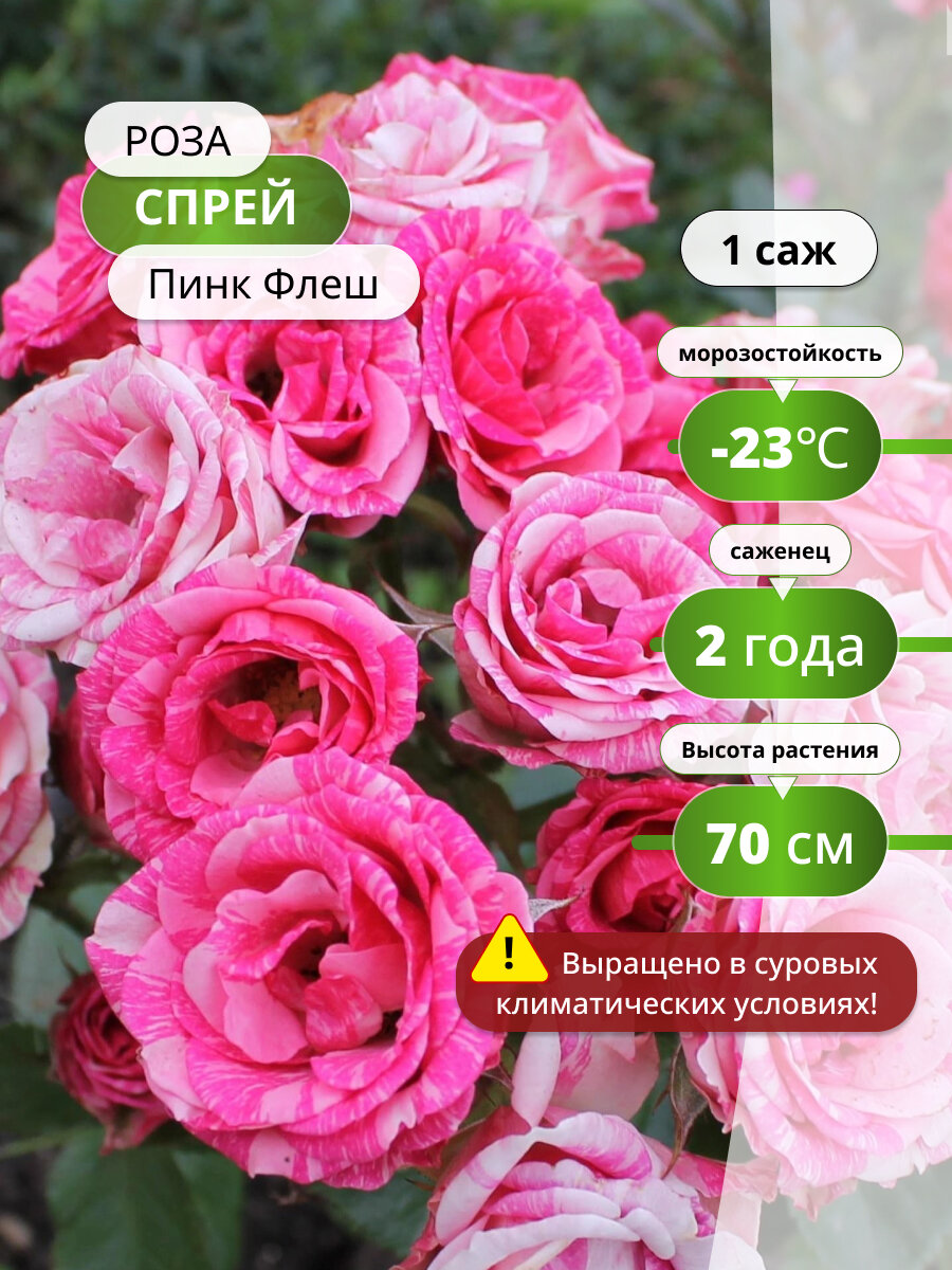 Роза спрей "Пинк Флеш", многолетняя, морозостойкая, высота 60 см, 1 саженец