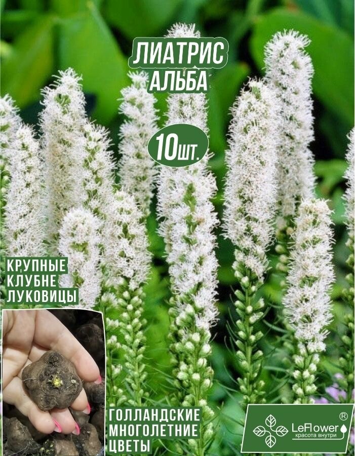 Лиатрис Спиката Альба 10шт