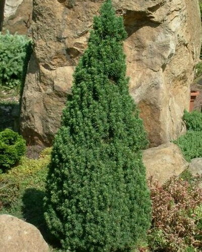 Изображение товара Ель сизая Коника Десембер / 1 шт, морозостойкий сорт, конусовидный