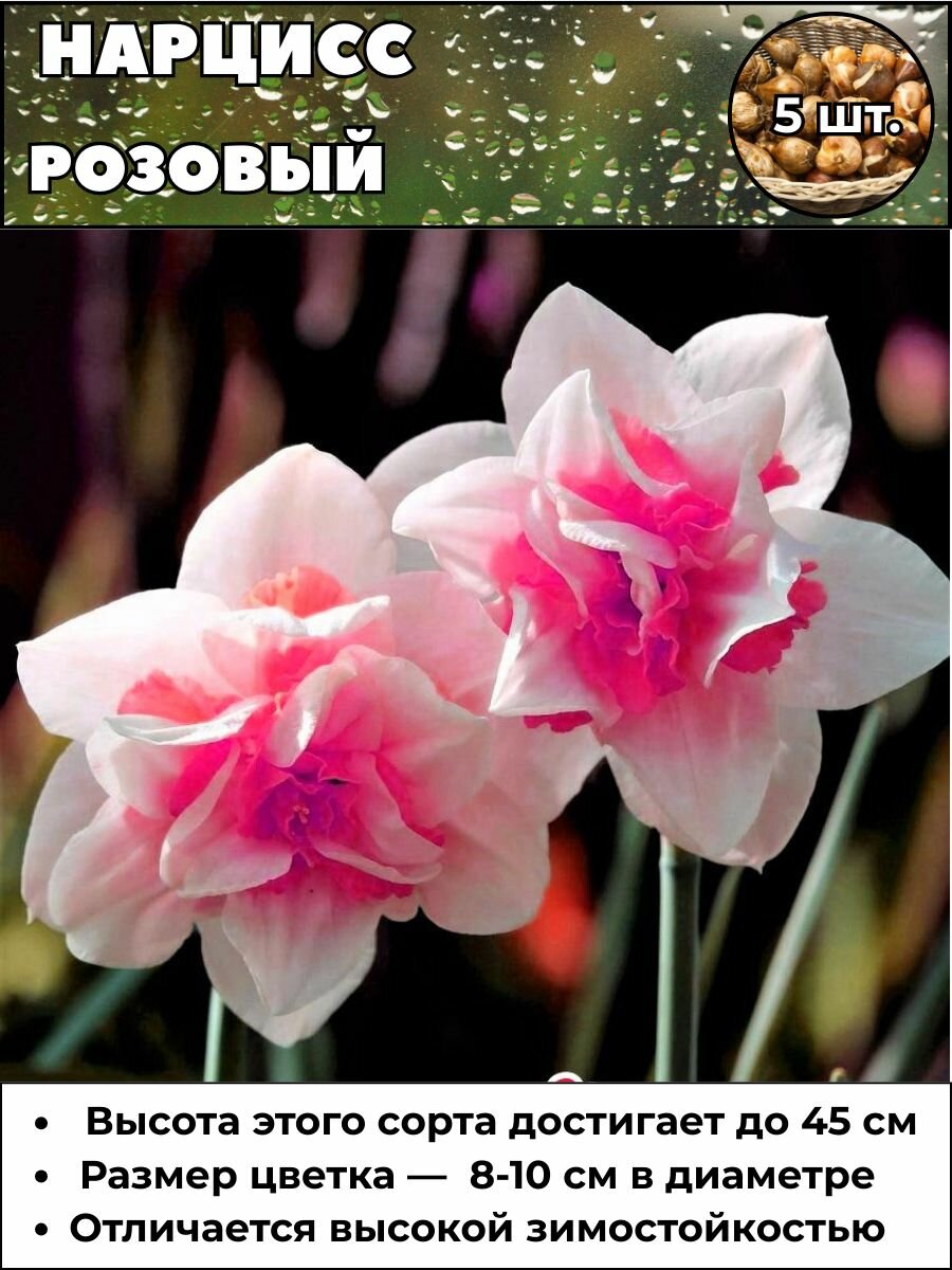 Нарцисс Розовый луковицы 5 штук