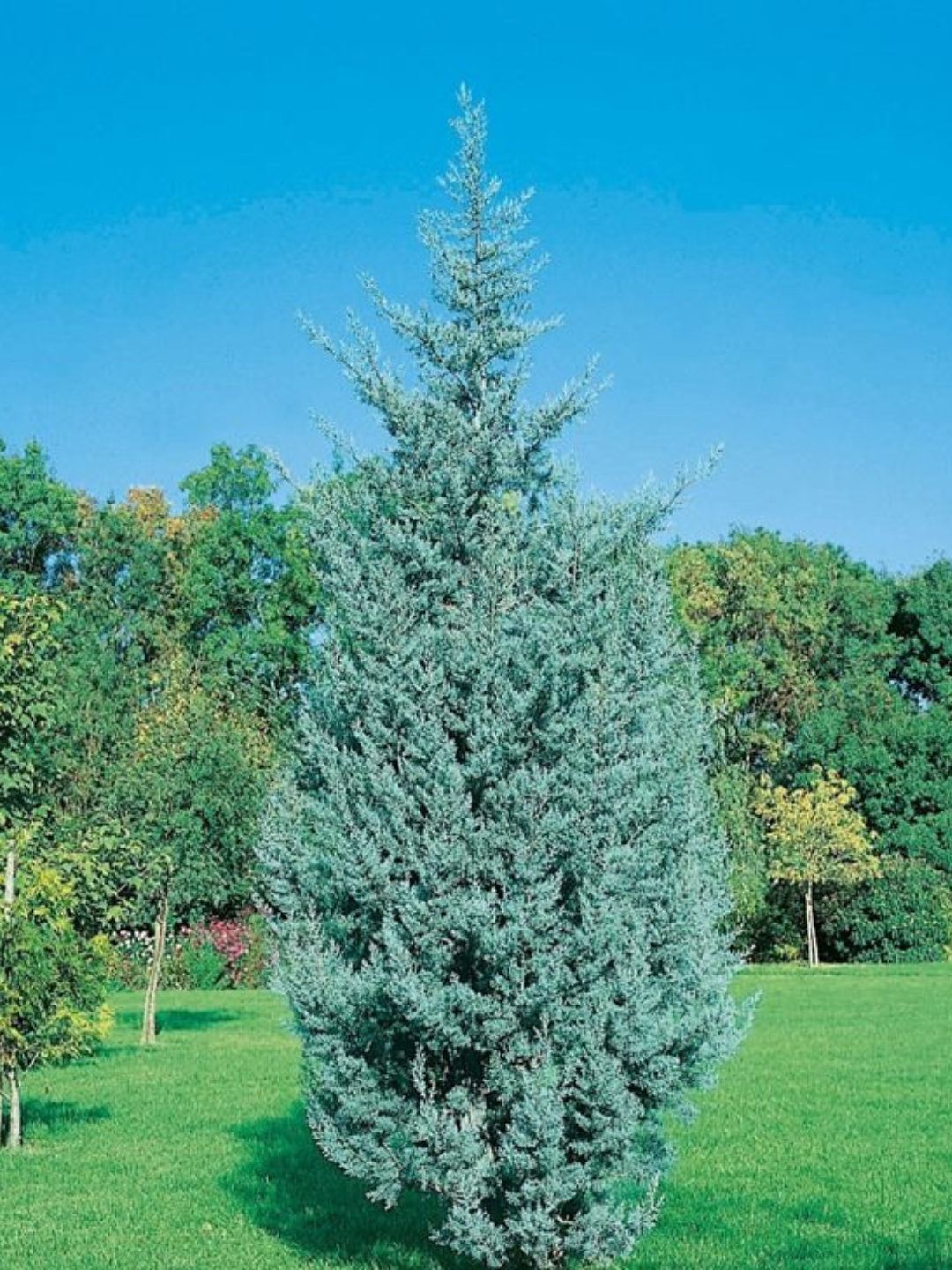 Семена декоративного растения "Кипарис", многолетнее, зимостойкое, 30 штук — фото 1