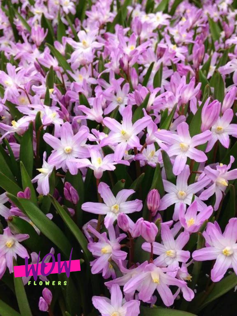 Луковицы цветов  WOW FLOWERS  Луковицы Хионодокса Форбса Пинк  розовые  ( 10 шт )