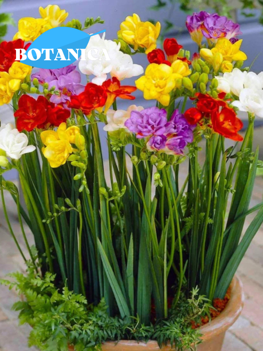 Луковицы цветов  botanica garden  фрезия микс сортов    10 штук  