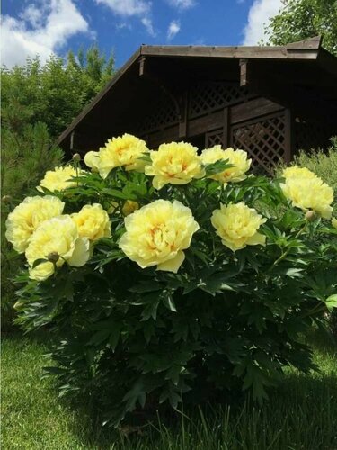 Изображение товара Пион Holland Bulb Market "Лаура Десерт",1 шт, многолетнее, солнечно-желтый