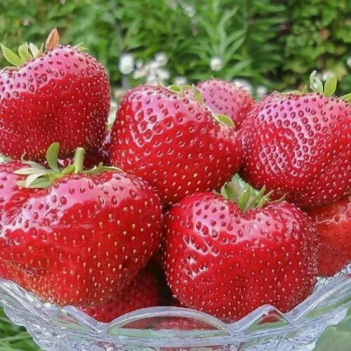 Изображение товара Земляника (крупноплодная) Гигантелла / 10 шт, морозостойкий сорт