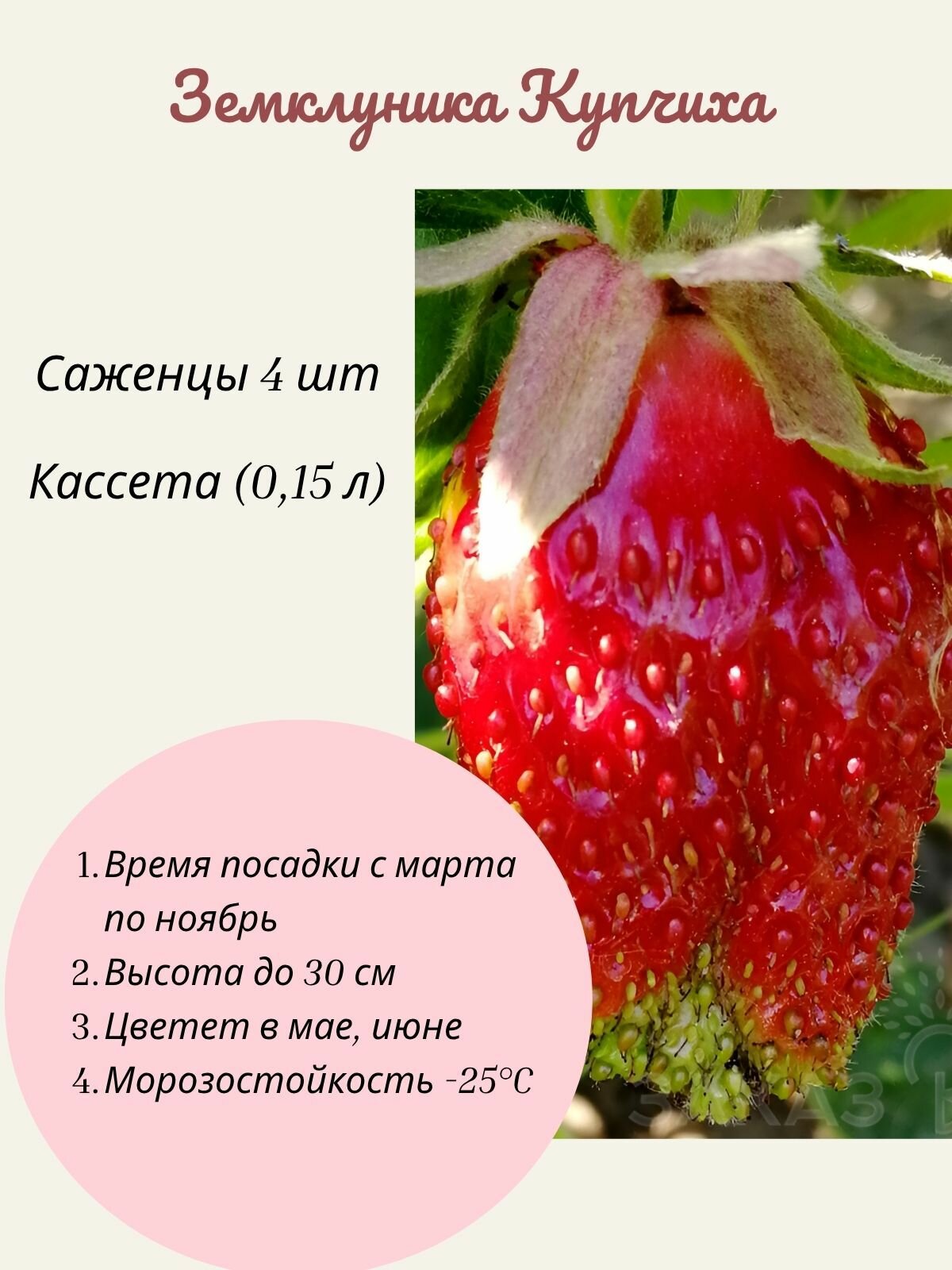 Земклуника (клубника земляника) Купчиха 4 шт саженцы в кассете