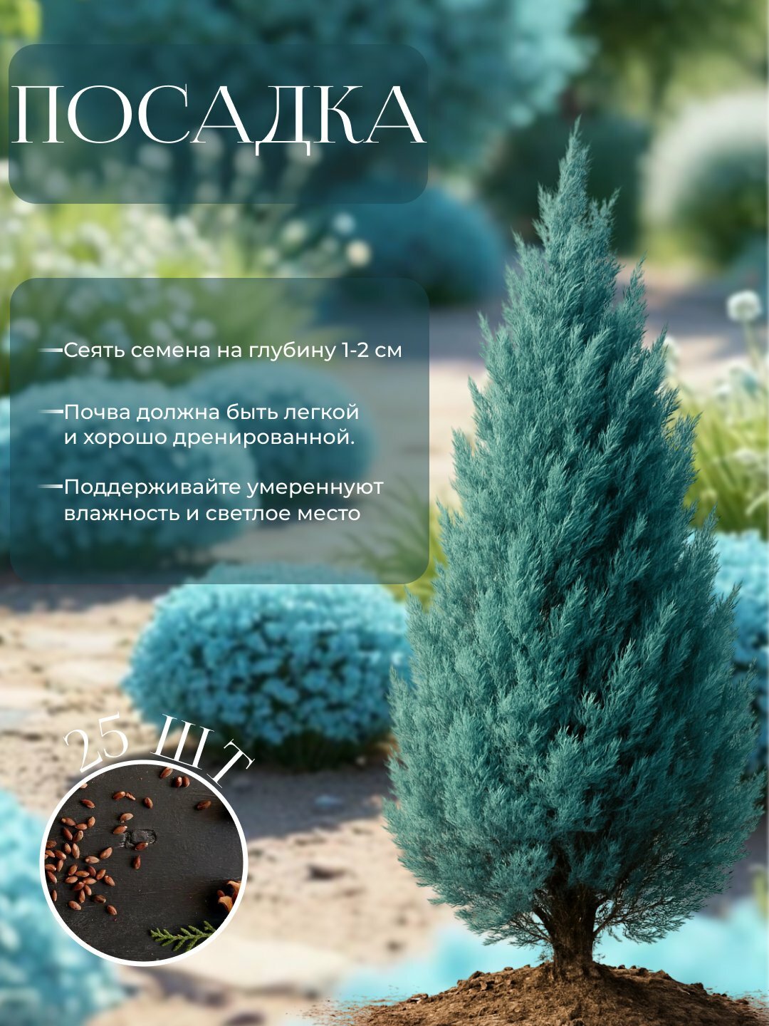 Голубая Туя Колоновидная семена + подарок микс Царь Крым, семена