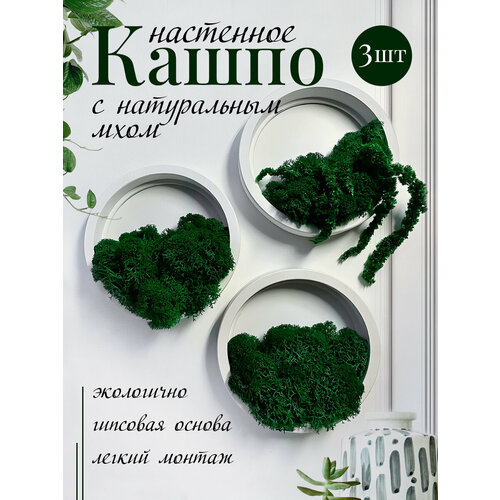 фото Настенные кашпо stabflora, со стабилизированным мхом, 10 см, 3 шт