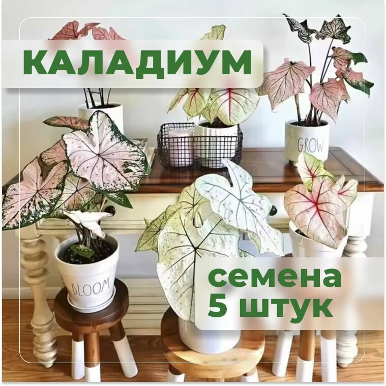 Каладиум тропическое растение, необычный яркий окрас, семена 5 штук