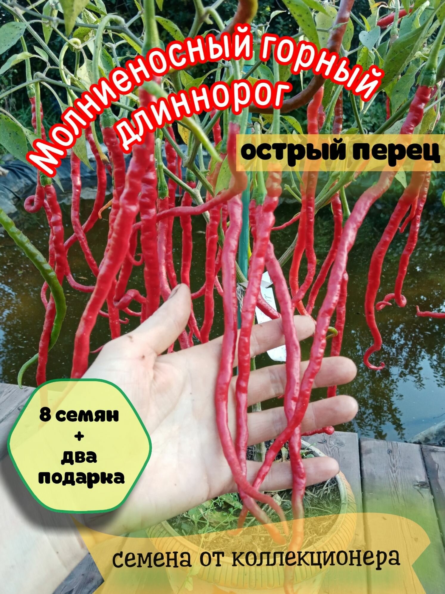 Острый перец 