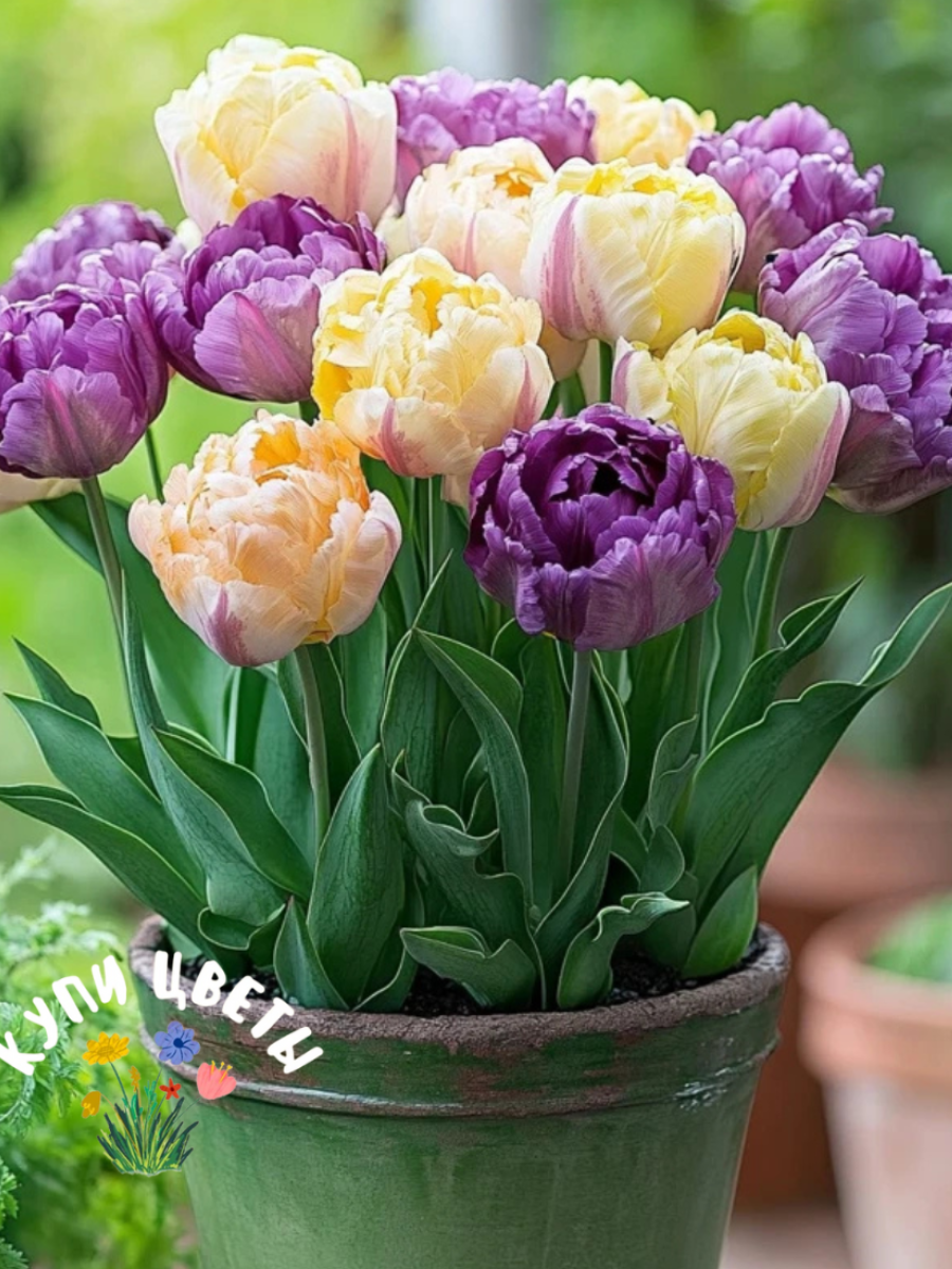 Тюльпаны махровые Yellowl and Violet MIX  разноцветные многолетние (5 луковиц)
