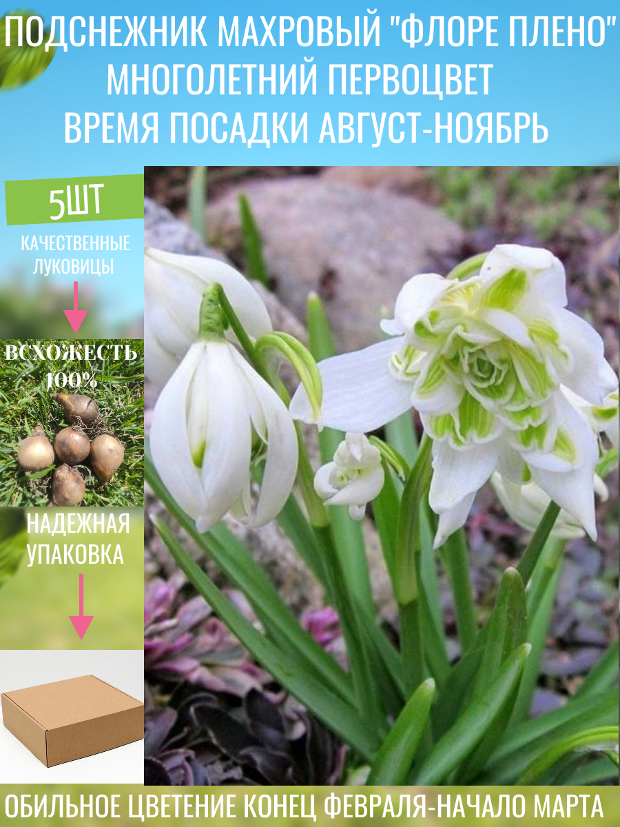 Подснежник махровый сорт 