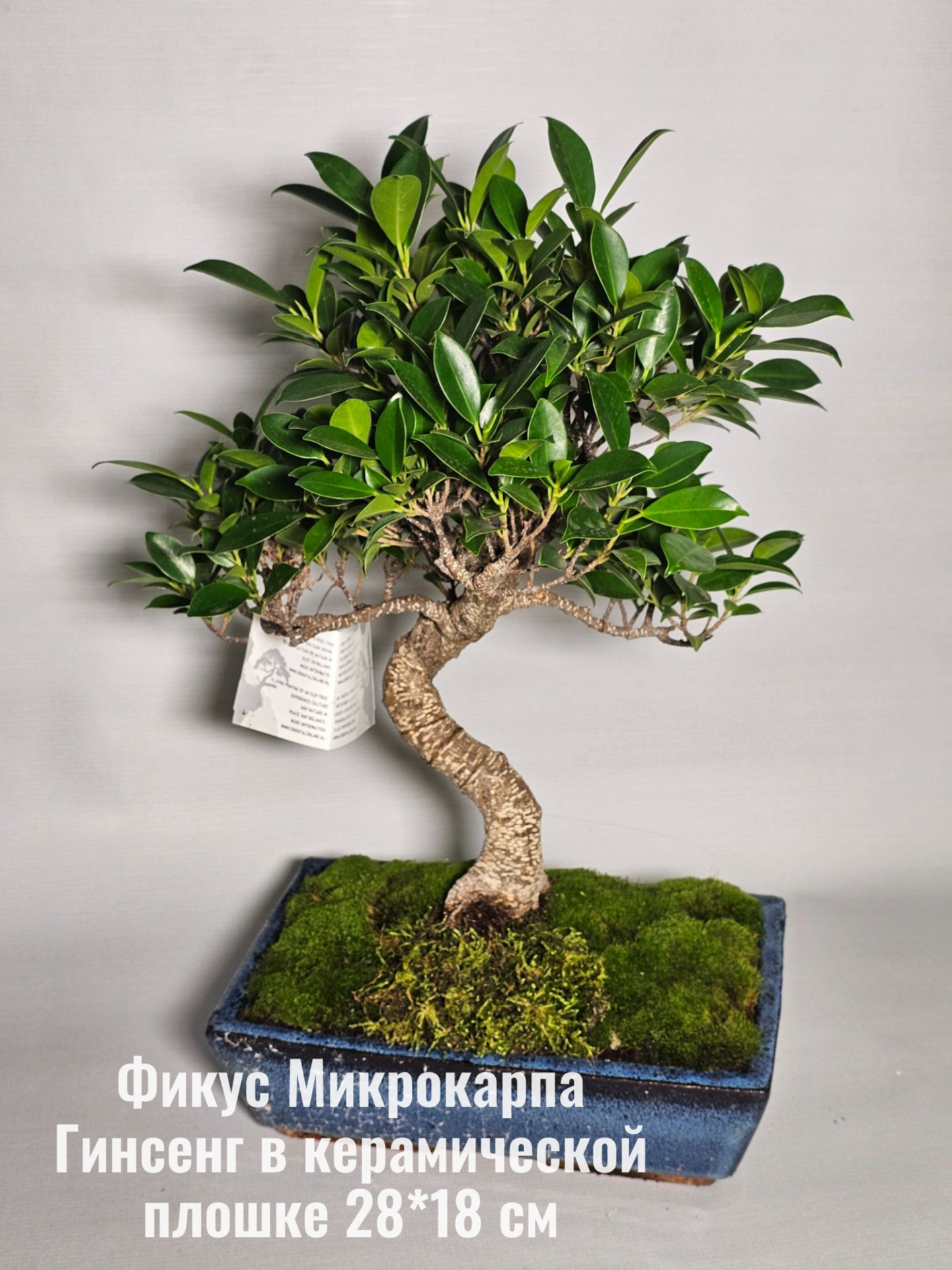 Фикус Микрокарпа Гинсенг в прямоугольном кашпо, бонсай, живое растение, кашпо 28*18 см