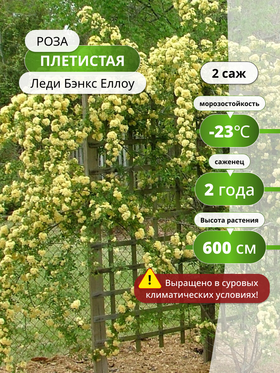 Роза плетистая "Леди Бэнкс" Еллоу 2  высота 500см многолетняя желтая