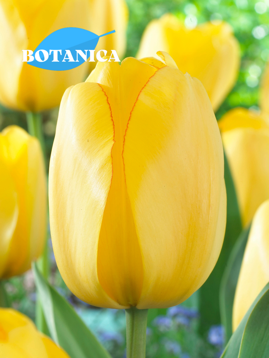 Луковицы цветов botanica garden Тюльпан Голден Парад 3 штуки (желтый)