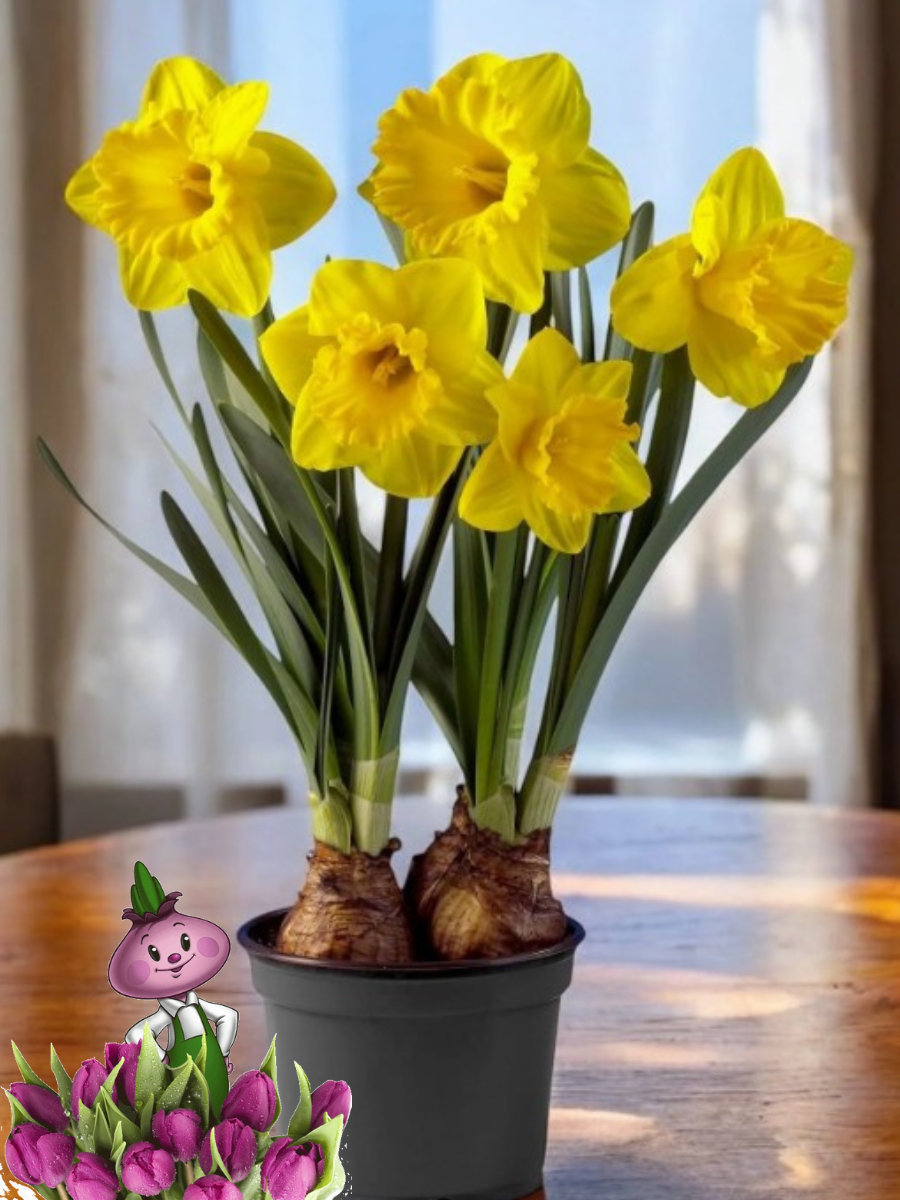 Луковицы цветов Chipollino flowers Нарцисс GOLD MEDAL (3 луковицы)