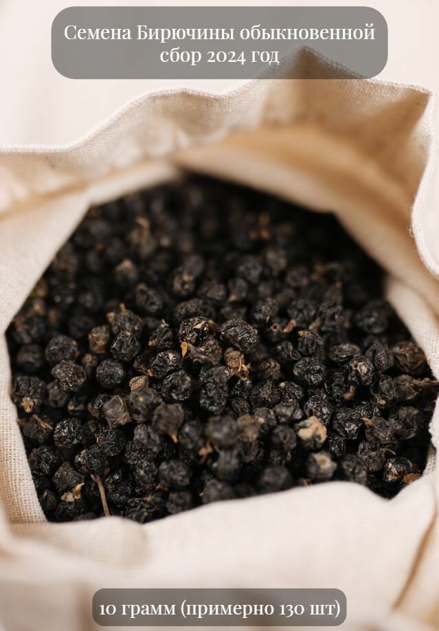 Семена Бирючины обыкновенной подходит для живой изгороди 10 грамм (примерно 130 шт)