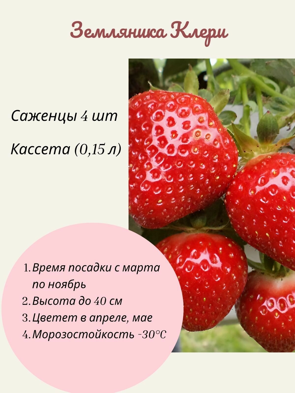 Земляника (клубника) Клери 4 шт саженцы в кассете