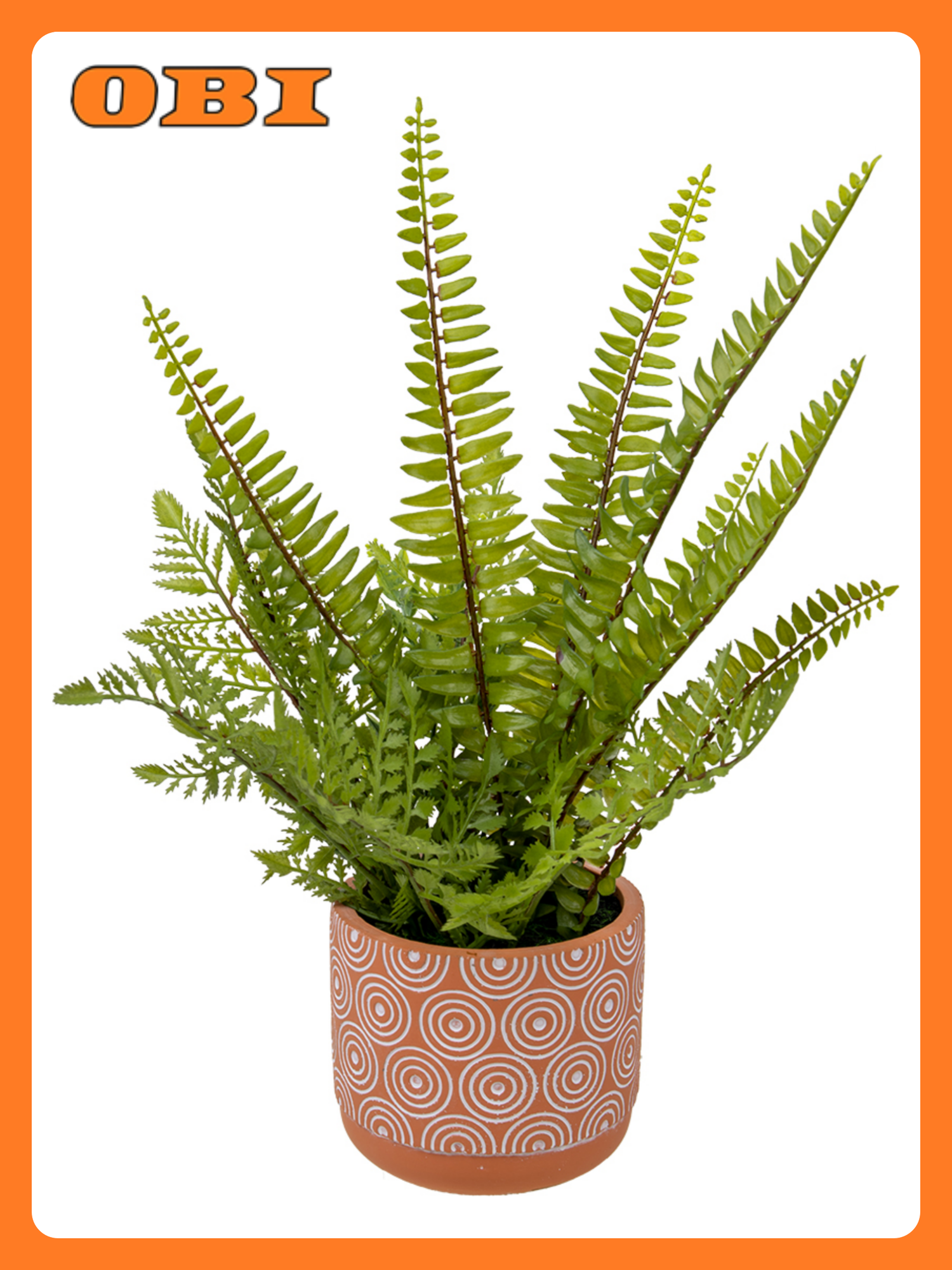 Папоротник в горшке 42 см