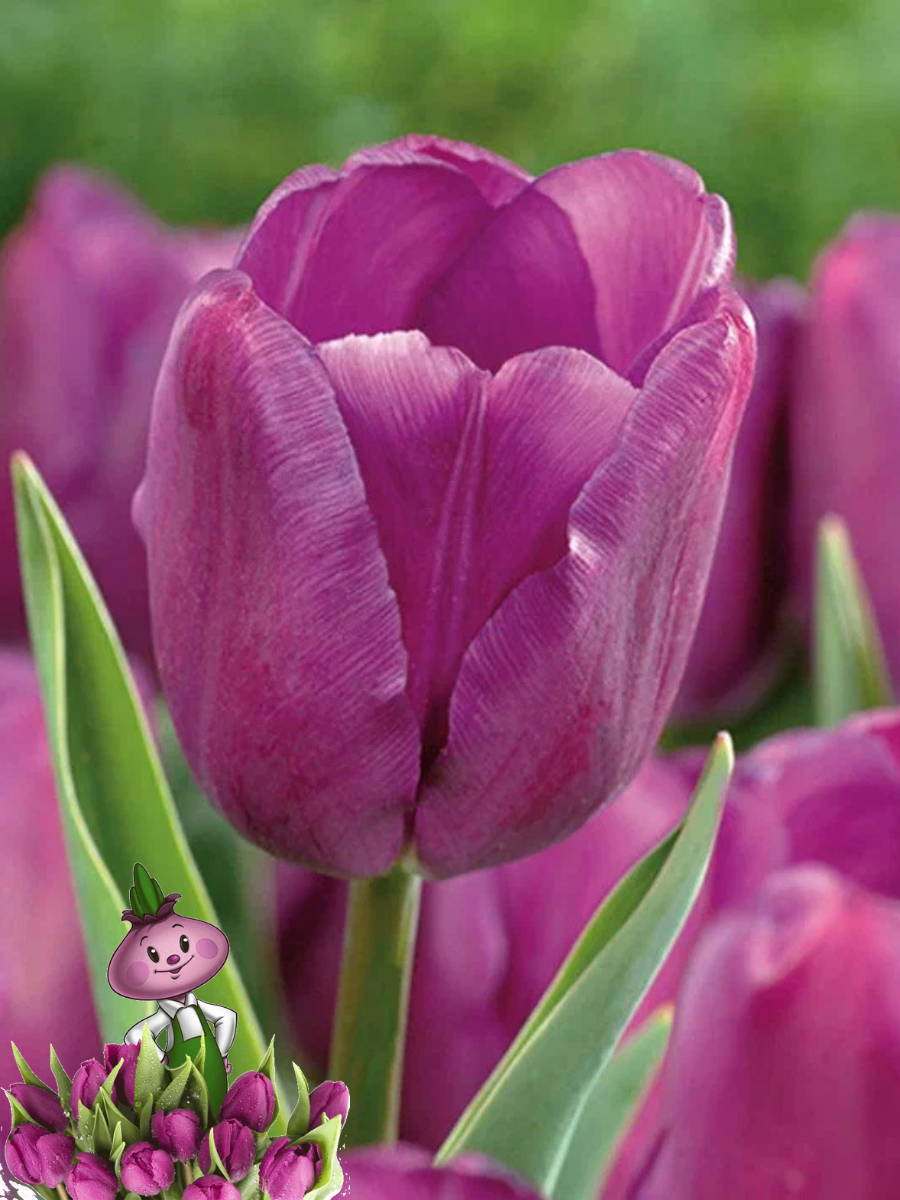 Луковицы цветов chipollino flowers тюльпан PURPLE FLAG (3 луковицы)