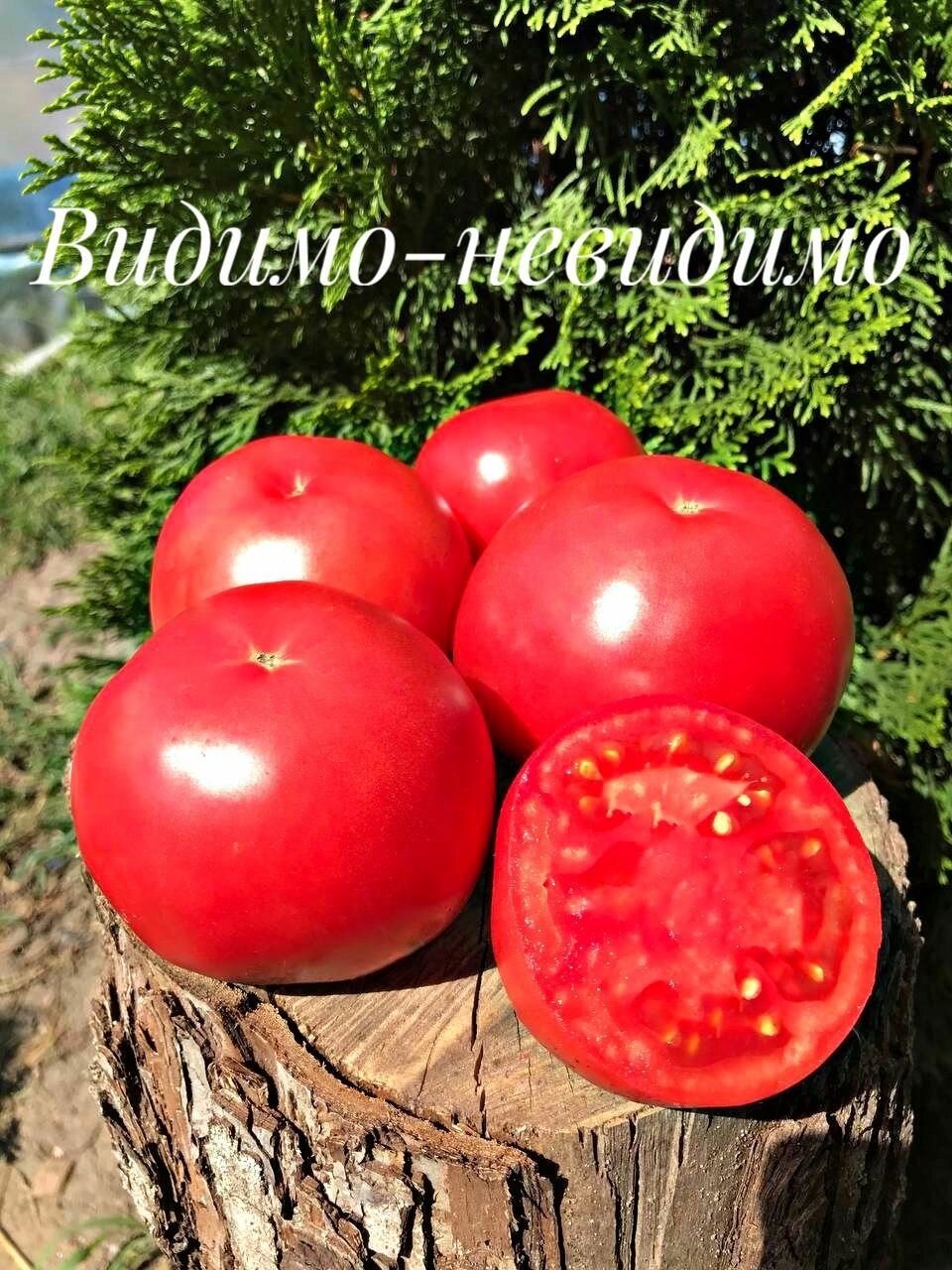 Видимо - невидимо. Семена томатов. 10 семян.