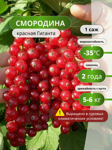 Изображение товара Смородина красная Гиганта / 1 шт, смородины, высокоурожайный