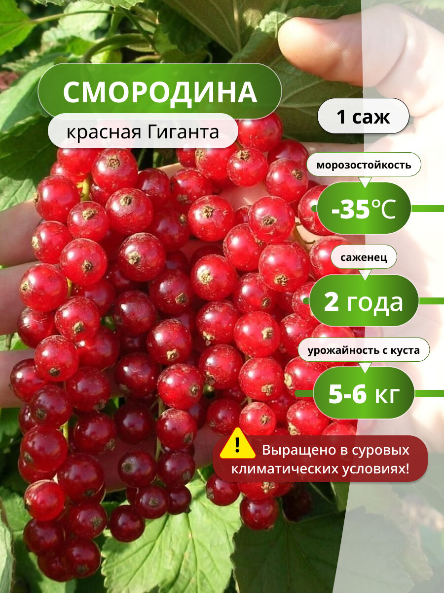 Смородина красная Гиганта / 1 шт смородины высокоурожайный