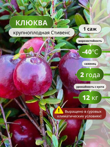 Изображение товара Клюква крупноплодная "Стивенс", , многолетняя, для всех регионов