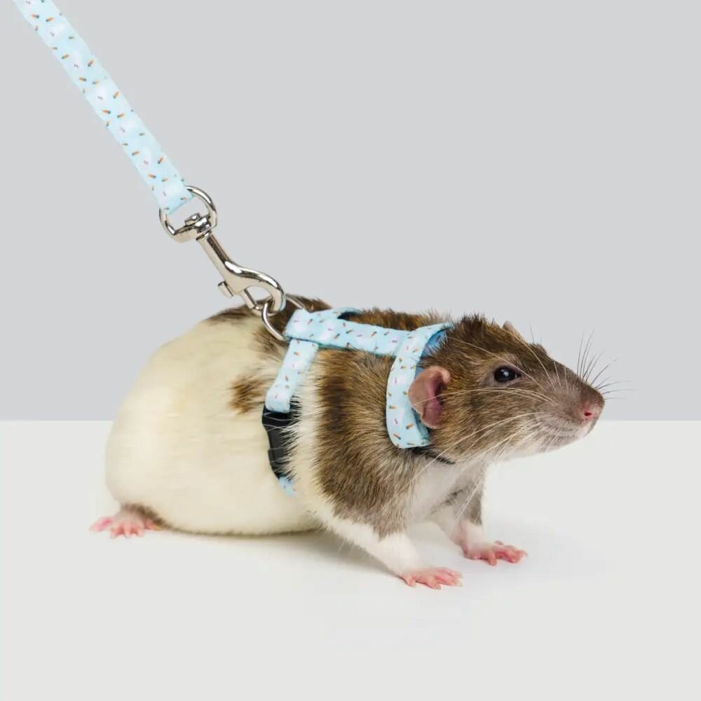 Petmax Комплект шлейка и поводок для грызунов Сплинтер длина поводка 120 см ширина ремешка 1 см голубой