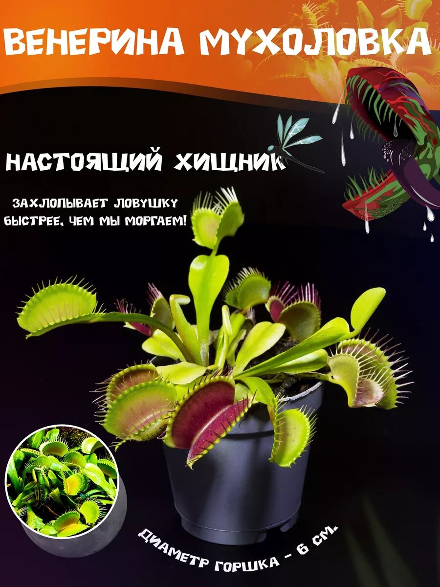 Венерина Мухоловка Д6см Дионея хищное растение