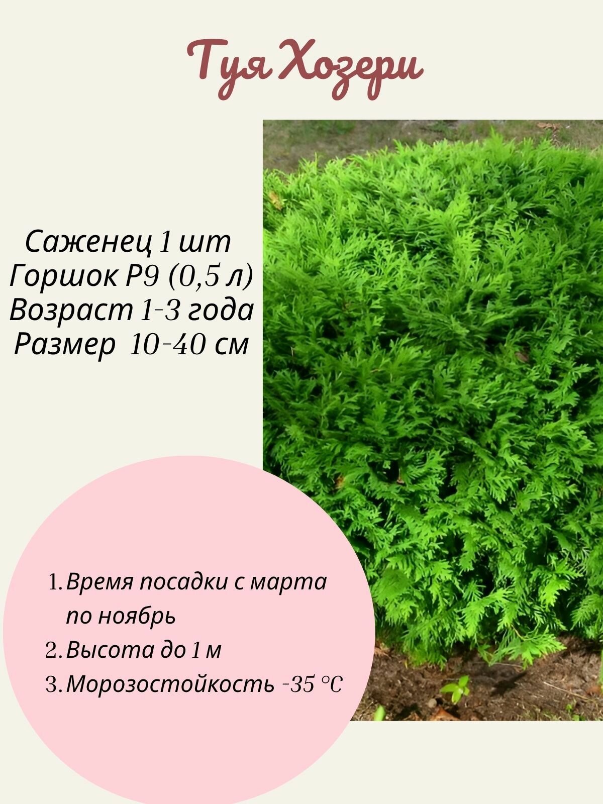 Туя Hoseri (Хозери) 1 шт саженец в горшке Р9