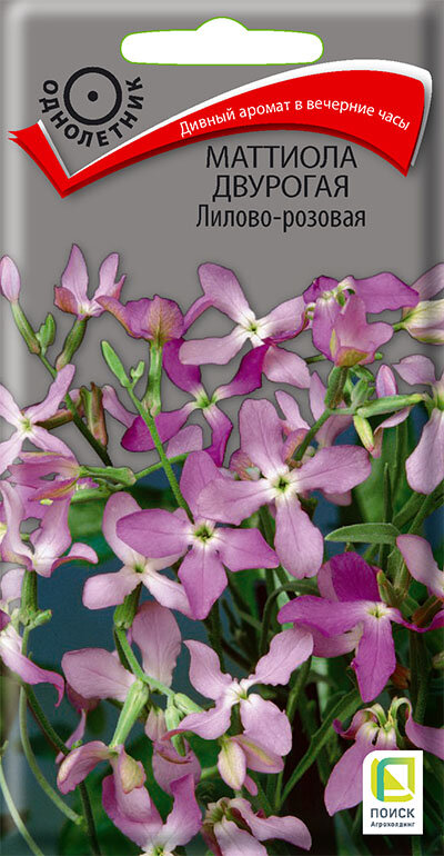 Семена Маттиола двурогая Лилово-розовая 03гр