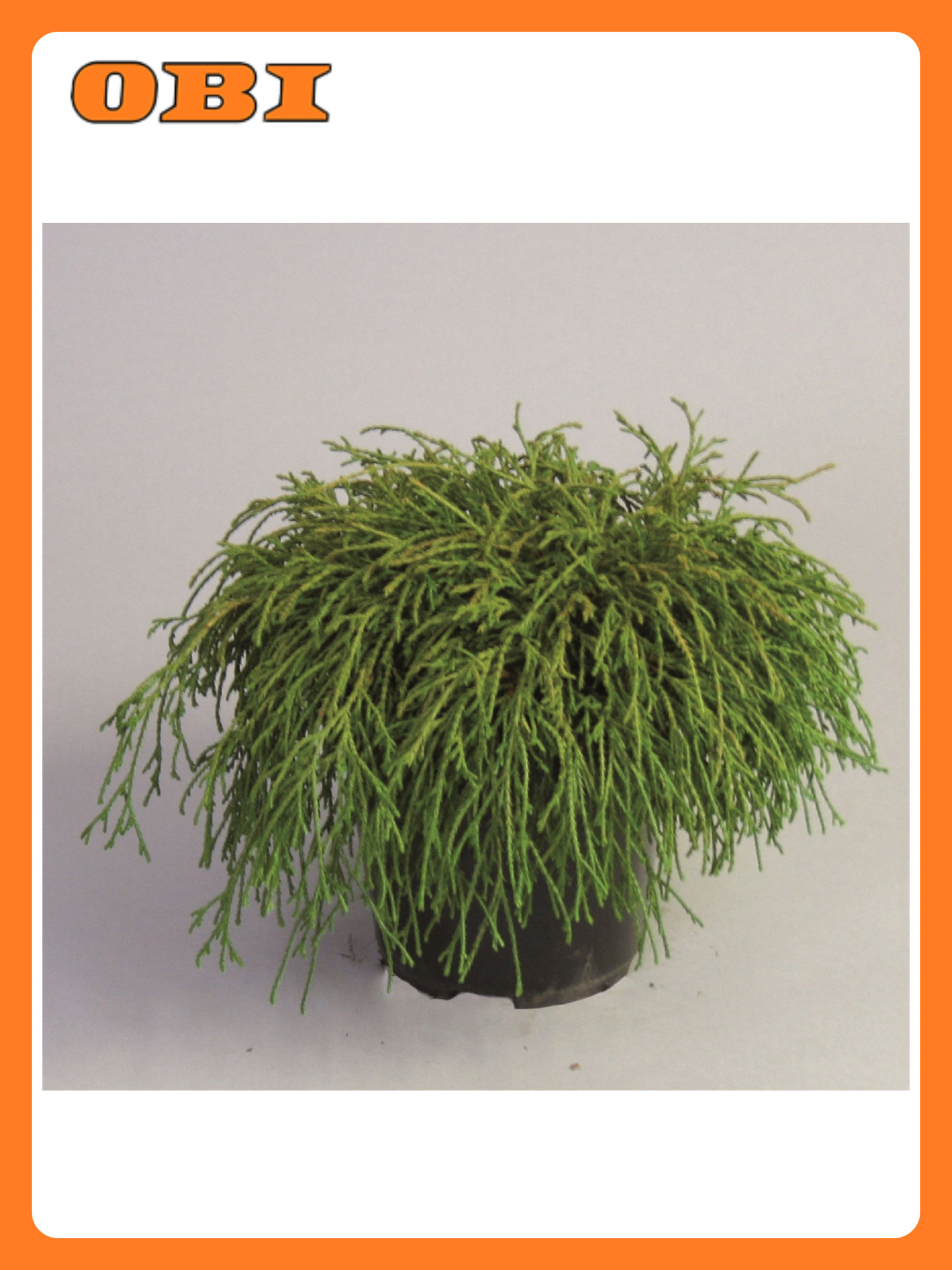 Кипарисовик "Филифера Нана" 882007 многолетнее хвойное декоративное растение