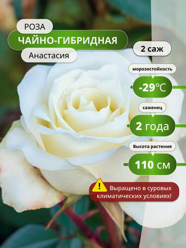 Изображение товара Роза чайно-гибридная Анастасия (Anastasiya) / 2 шт, розы, белый