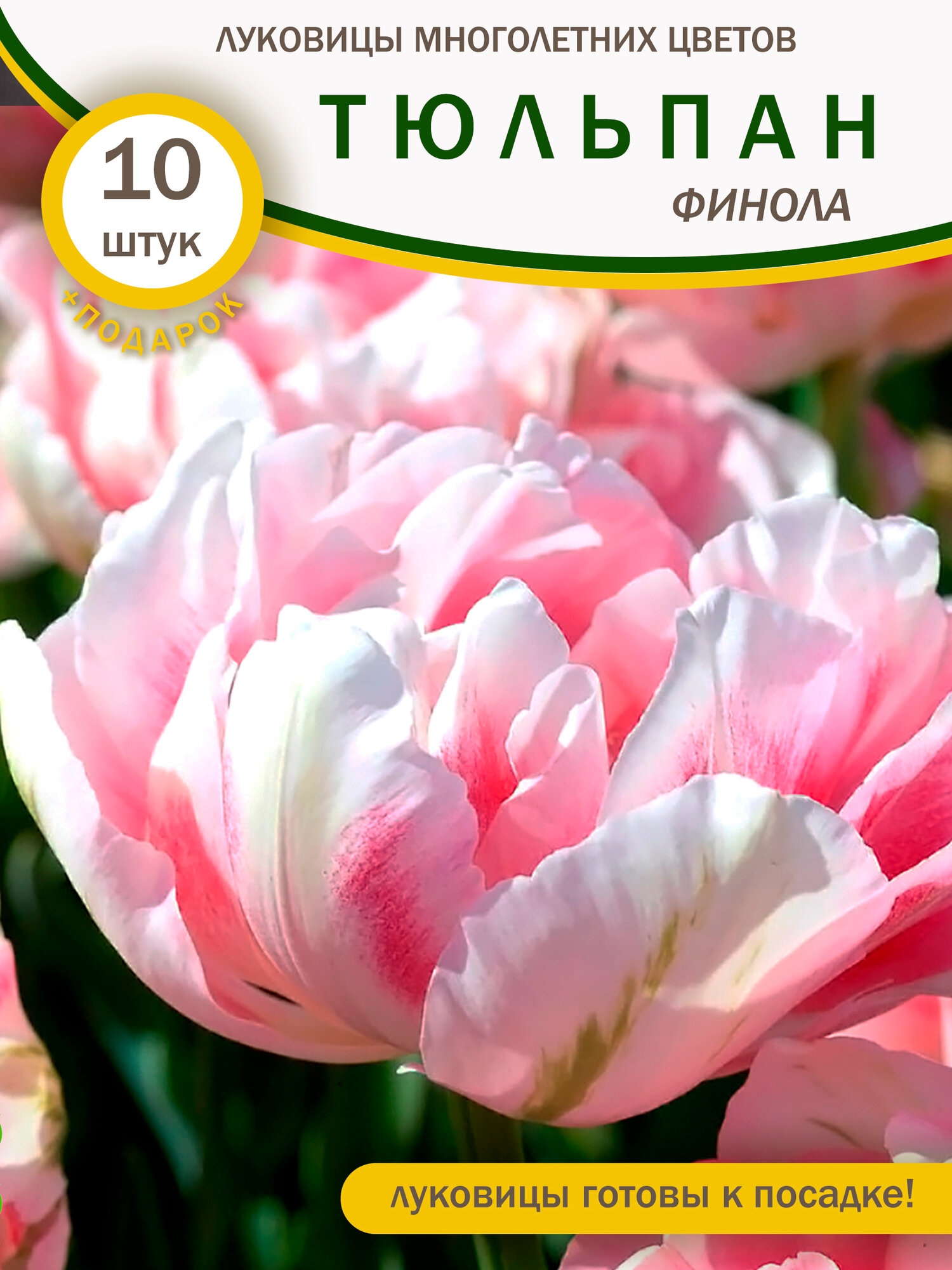 Луковицы тюльпанов махровых пионовидных сорт Финола 10 штук