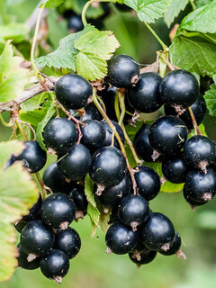 Изображение товара Смородина черная Добрыня 1 шт, морозостойкая, многолетняя, 1,5-2 года