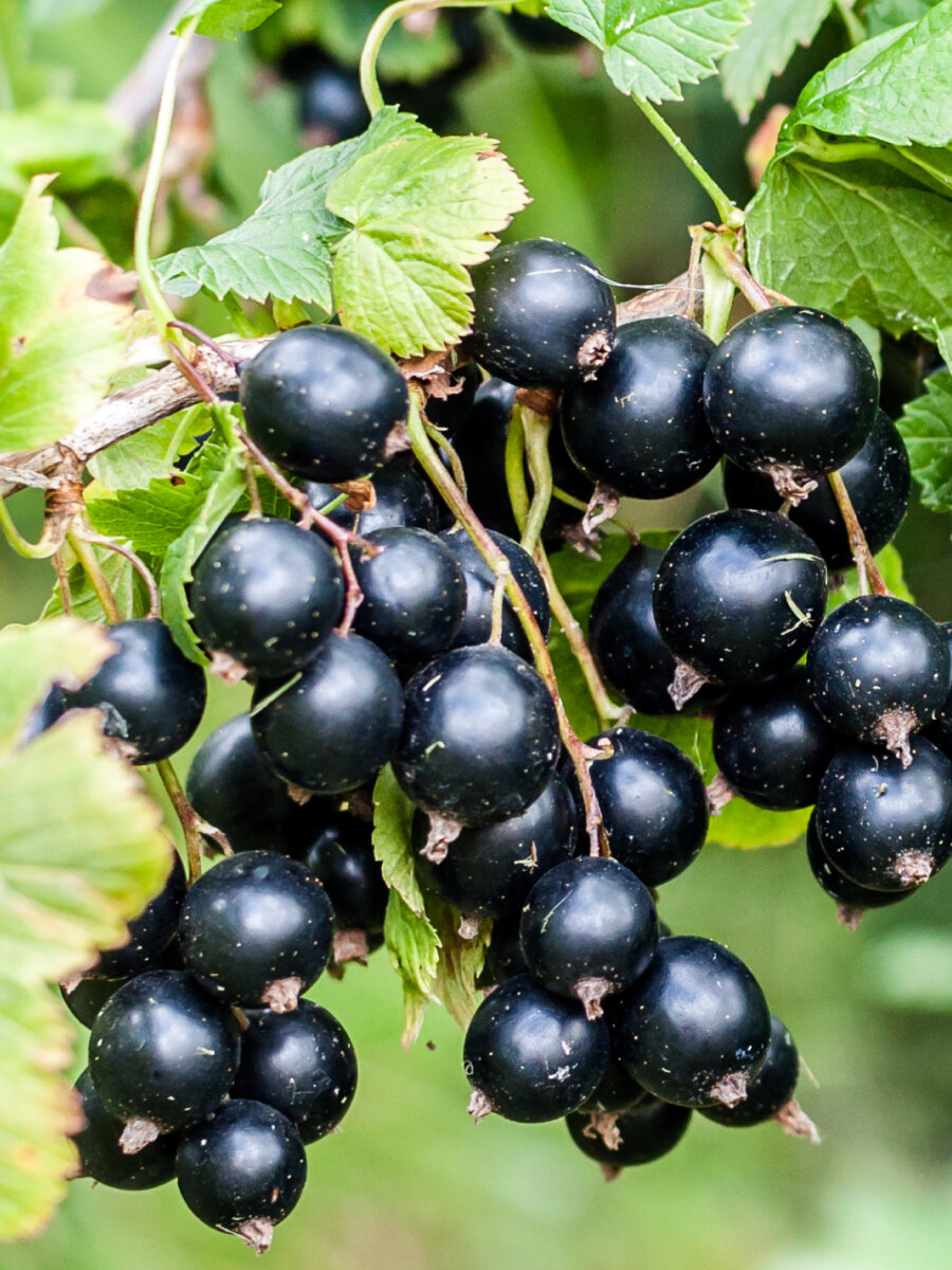 Смородина черная Добрыня 2 шт морозостойкая многолетняя 15 - 2 года