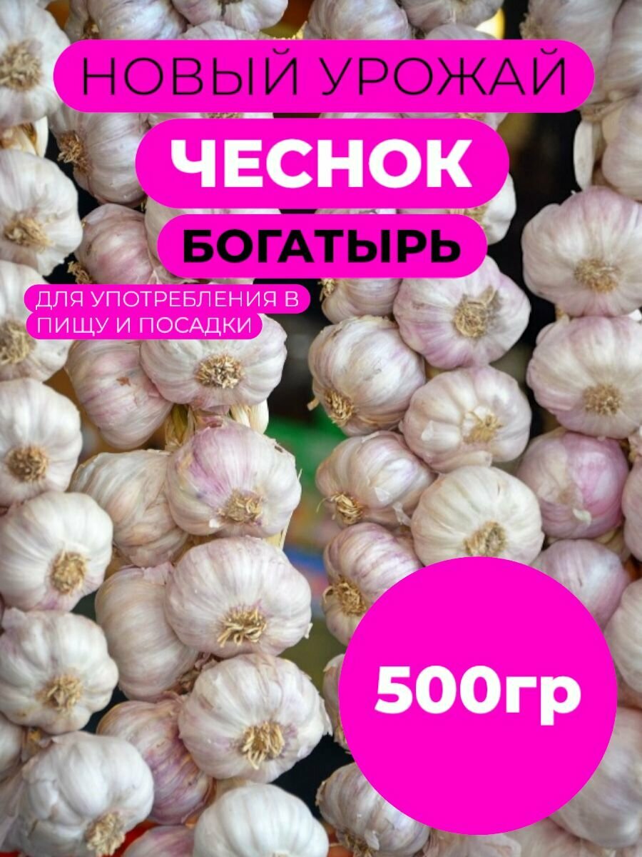 Чеснок на посадку озимый / Сорт отборный/ Богатырь для посадки осенью 05кг