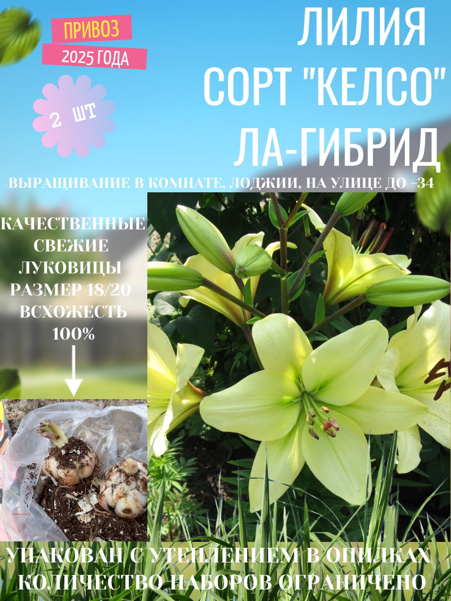 Лилия сорт "Келсо" 2 шт.