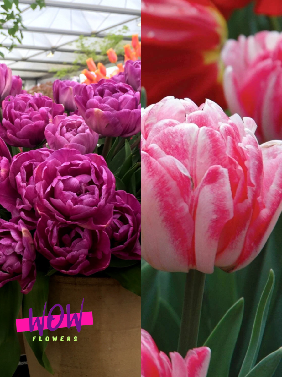 Луковицы цветов WOW FLOWERS TWIN Тюльпан Блю Даймонд 3 шт \ Тюльпан Фокстрот 3 шт ( 6 шт )